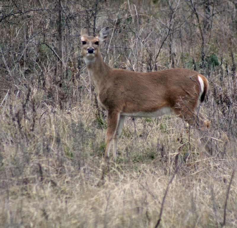 DEER