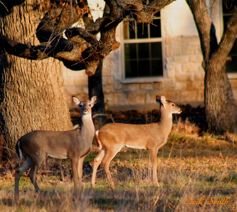 TWO DEER OR NOT TWO DEER, THAT IS THE QUESTION