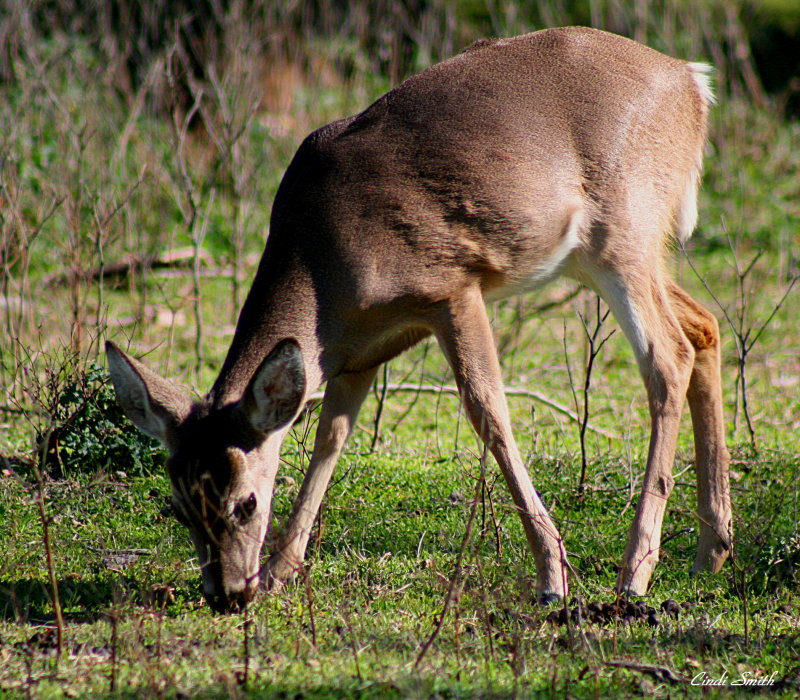 DEER EATING
