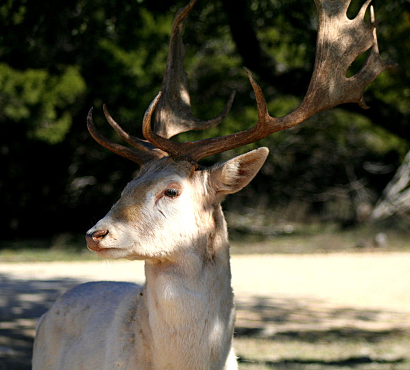 FALLOW DEER