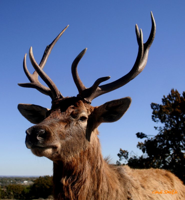RED DEER