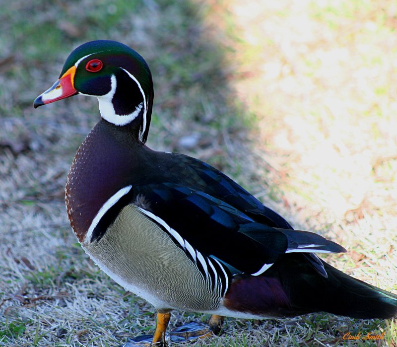 MY BUDDY WOODY THE WOOD DUCK