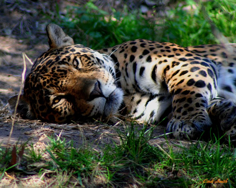 LEOPARD.