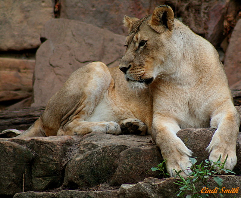 ANOTHER CUB
