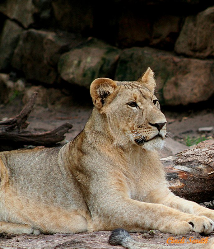 2ND FEMALE CUB