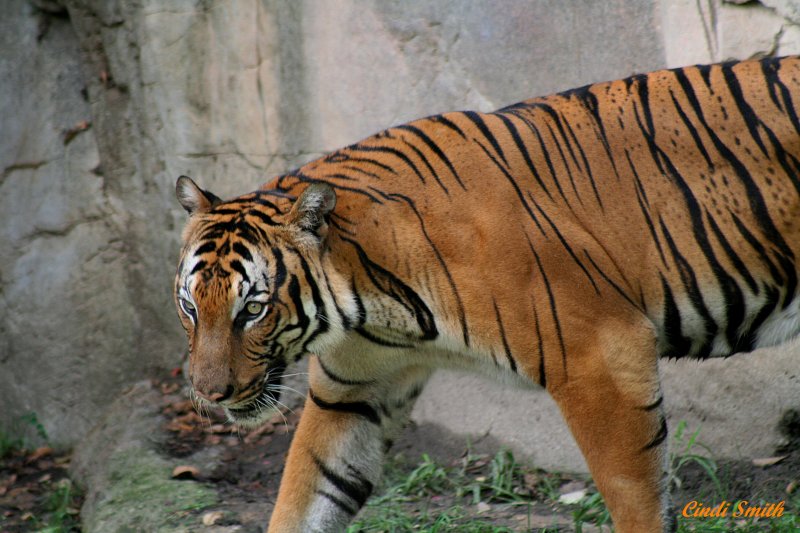 STALKING TIGER