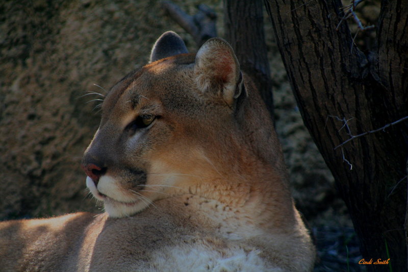 MOUNTAIN LION CHECKING OUT THE COMPETITION