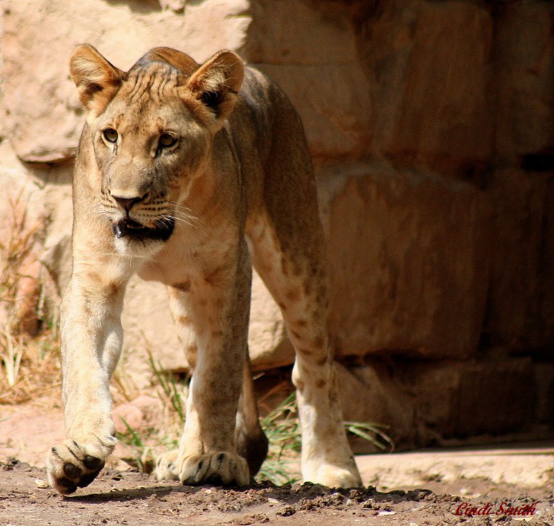 3RD FEMALE CUB