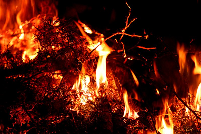 PINE NEEDLES BURNING