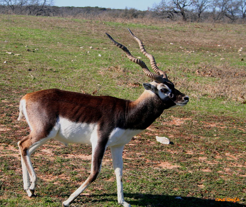 BLACKBUCK ANTELOPE