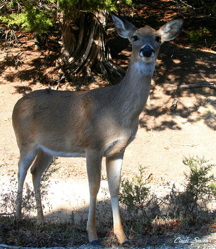 HELLO, MY DEER!