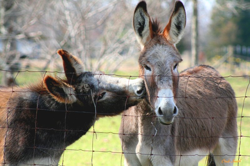 GIVING MOM A KISS