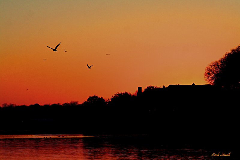 GULLS AT SUNSET