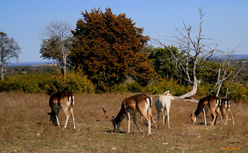 GRAZING AND NOT A CARE IN THE WORLD