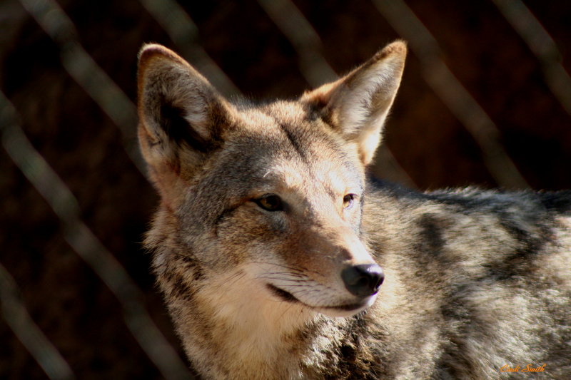 COYOTE