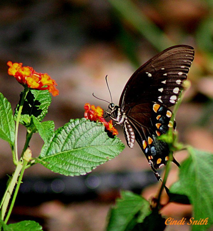 BUTTERFLY AT DUSK