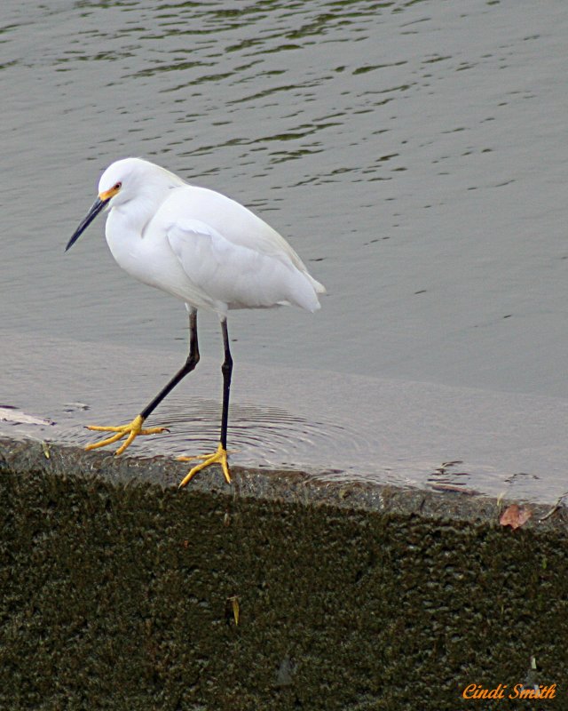 SNOWY EGRET