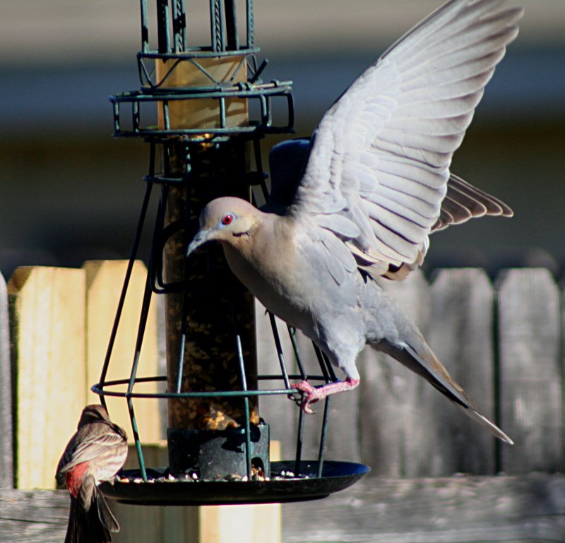 LIKE MOOSE AND SQUIRREL...THIS IS SPARROW AND DOVE