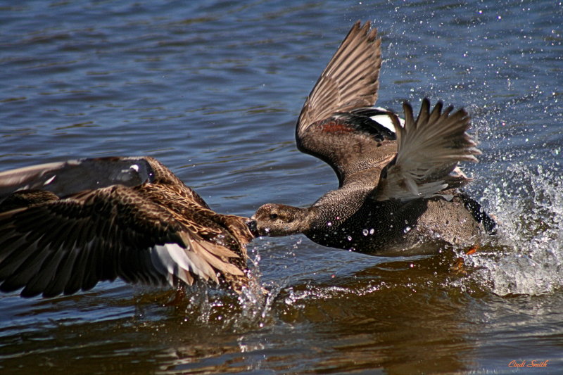 IVE GOT YOU BY THE SHORT FEATHERS!