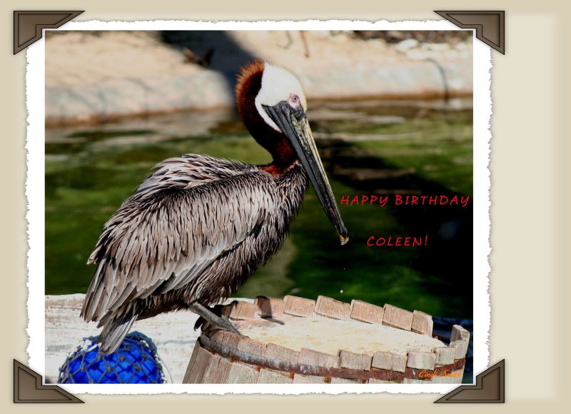 HAPPY BIRTHDAY COLEEN!