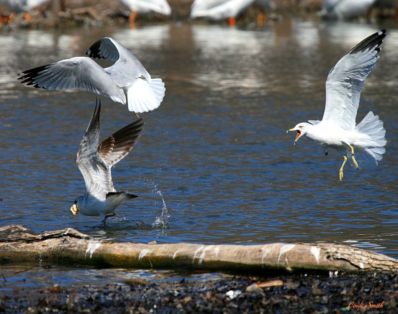GULL  ATTACK