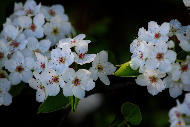 THE BRADFORD PEAR TREES ARE IN FULL BLOOM