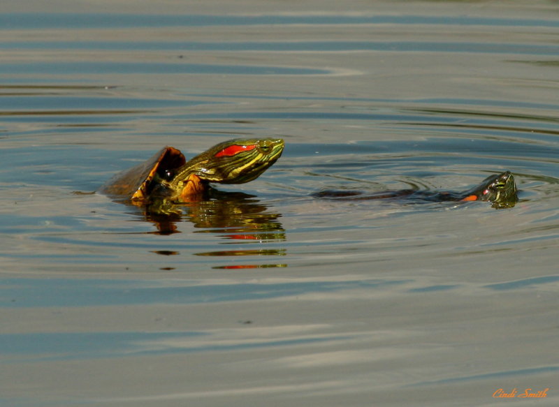 TURTLE LOVE