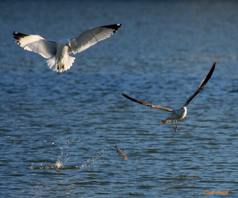 TWO GULLS AND A FISH