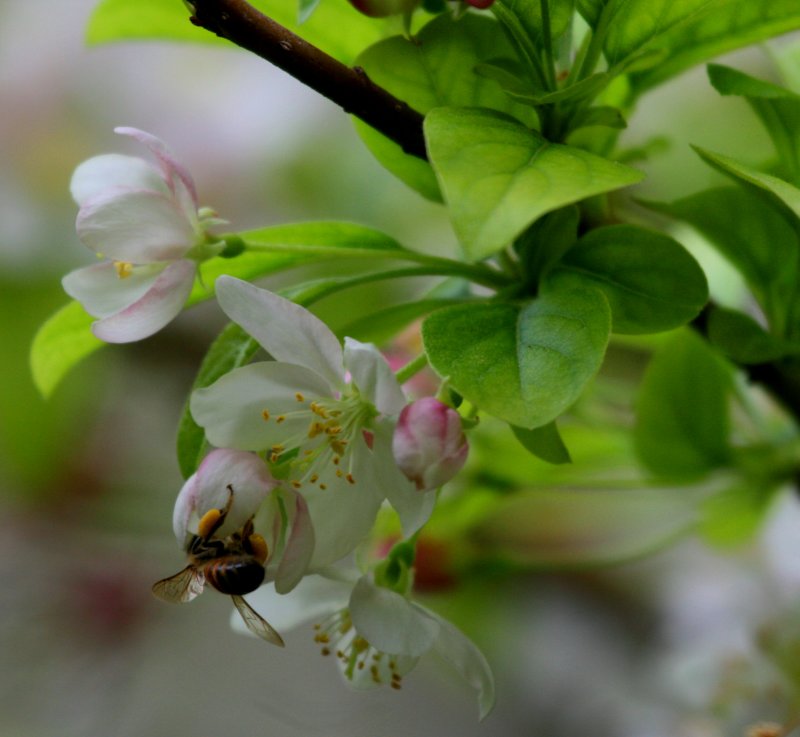 BLOOMING BEE