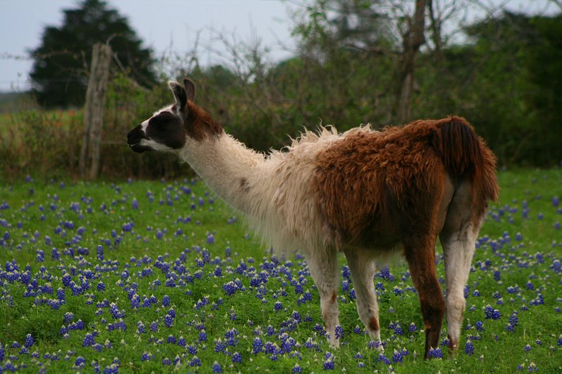 BLUEBONNETS AND A LLAMA