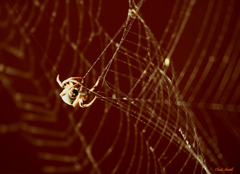 WEB WEAVING