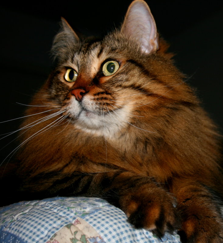 MY SISTERS CAT, J.D.