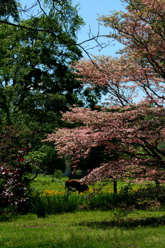 PINK DOGWOOD AND A COW