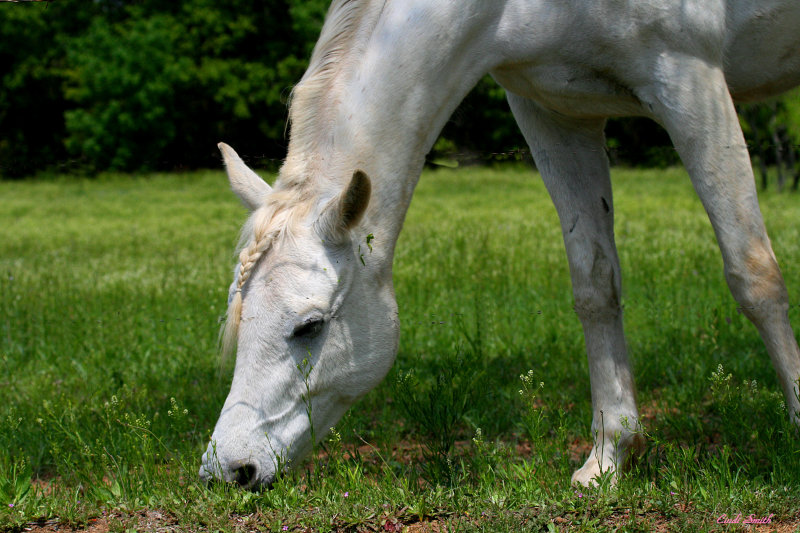 WHITE HORSE FOR TRICIA AND HER SON