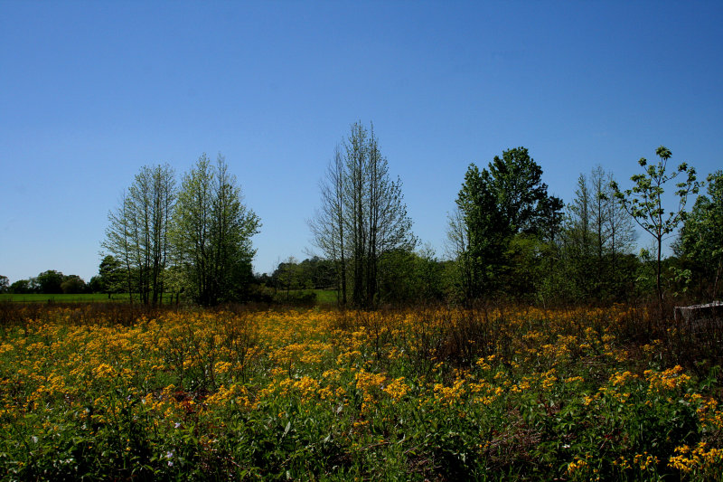 BEAUTY OF SPRINGTIME