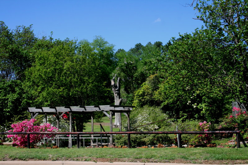 AZALEAS IN MINEOLA