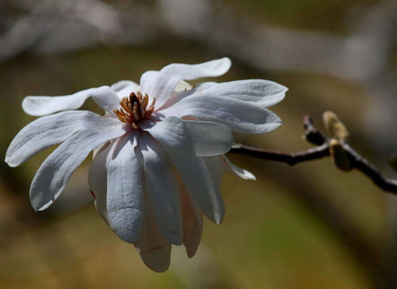 DOGWOOD BLOSSOM
