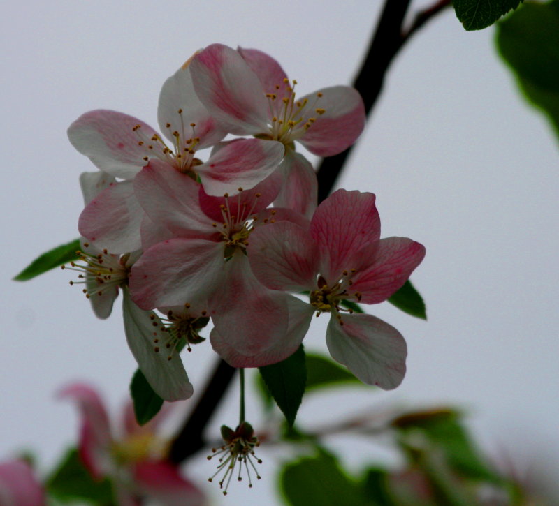 BLOOMING