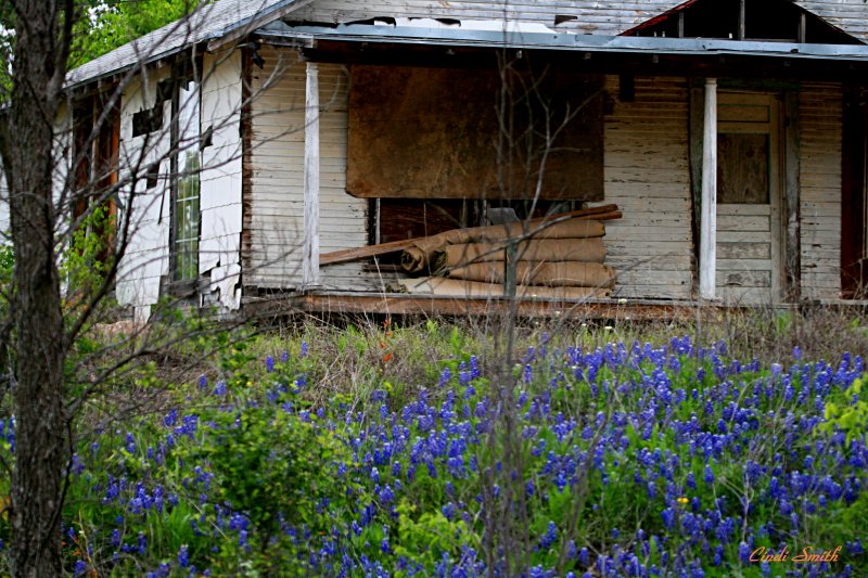 SPRING BRINGS LIFE TO THE LIFELESS