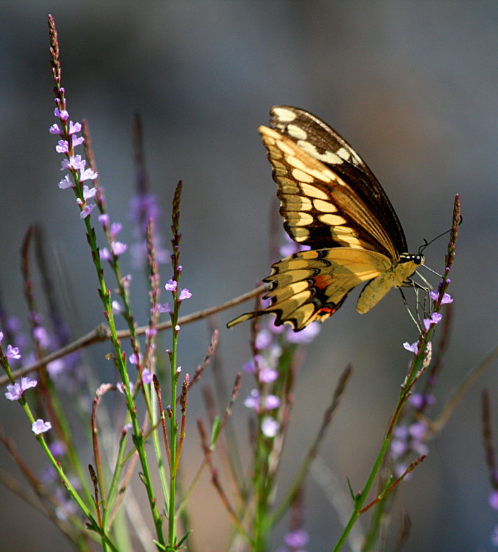 BUTTERFLY IN MY BACKYARD