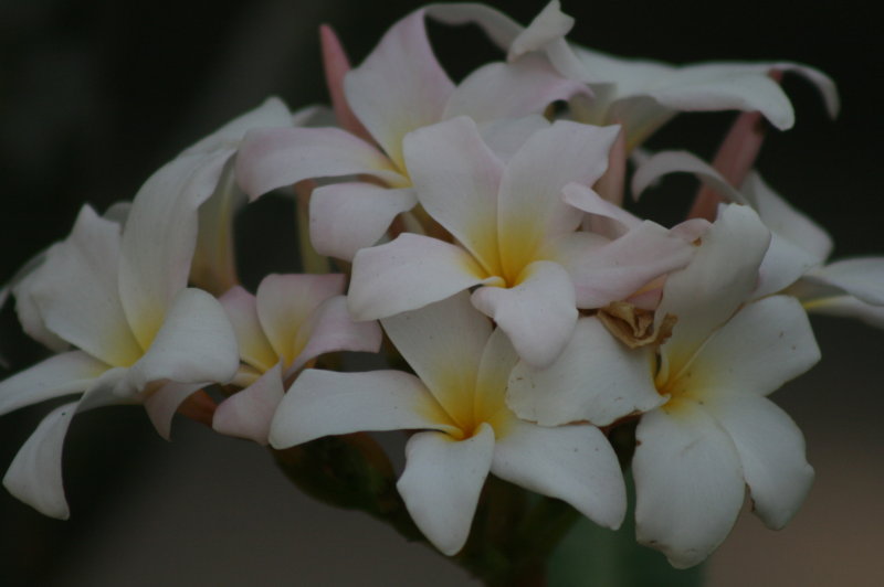 PLUMARIA