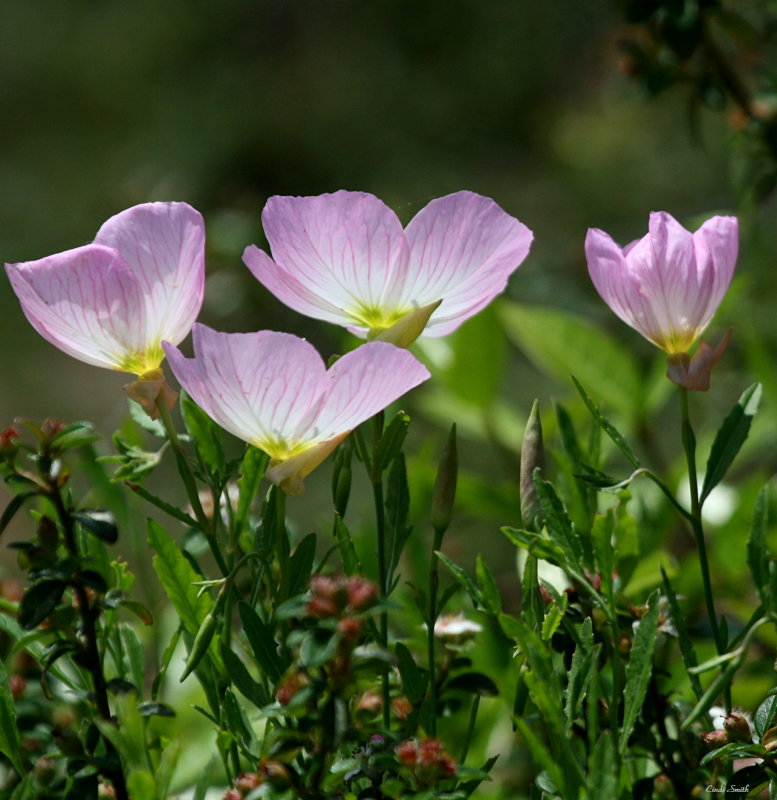 WILDFLOWERS  ALONG THE ROAD