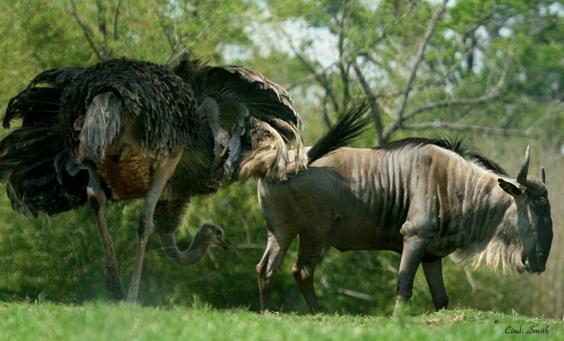 WHEN AN OSTRICH ATTACKS