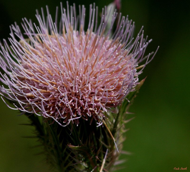 WEED FLOWER