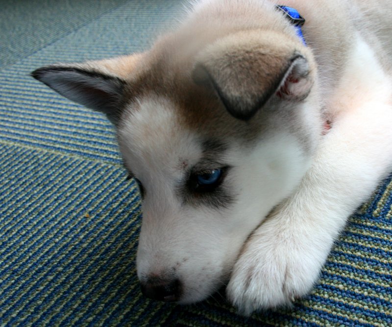 A PUPPY AND HER PAW