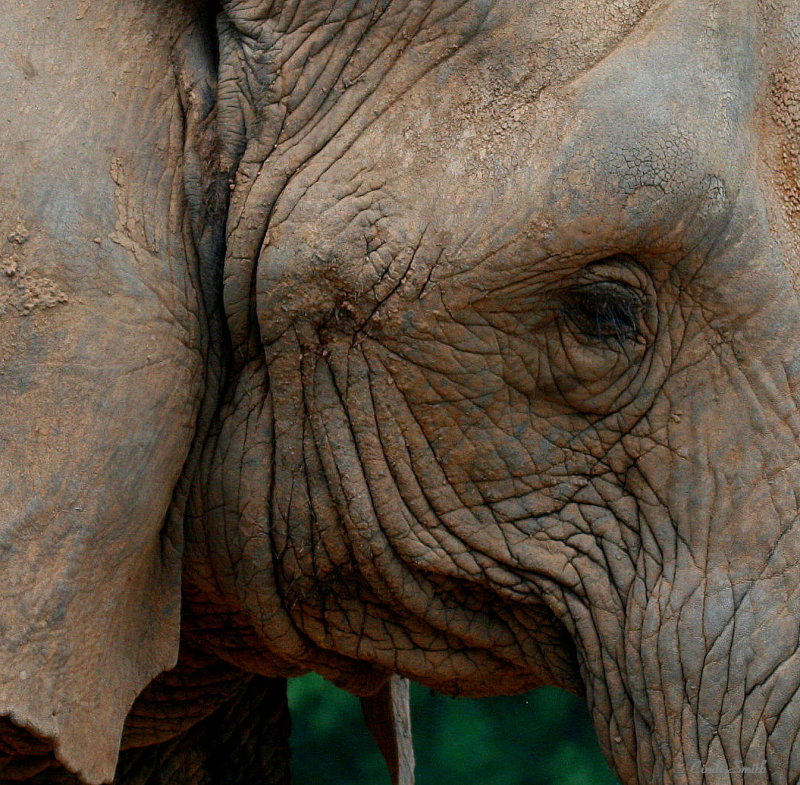 ELEPHANT WRINKLES