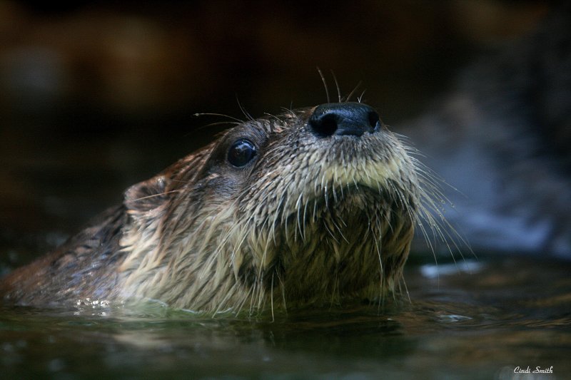 WHY, I OTTER