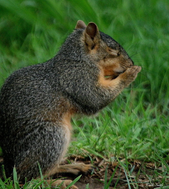 DEAR HEAVENLY FATHER, THANK YOU FOR THIS DAY AND THE NUTS!  AMEN!