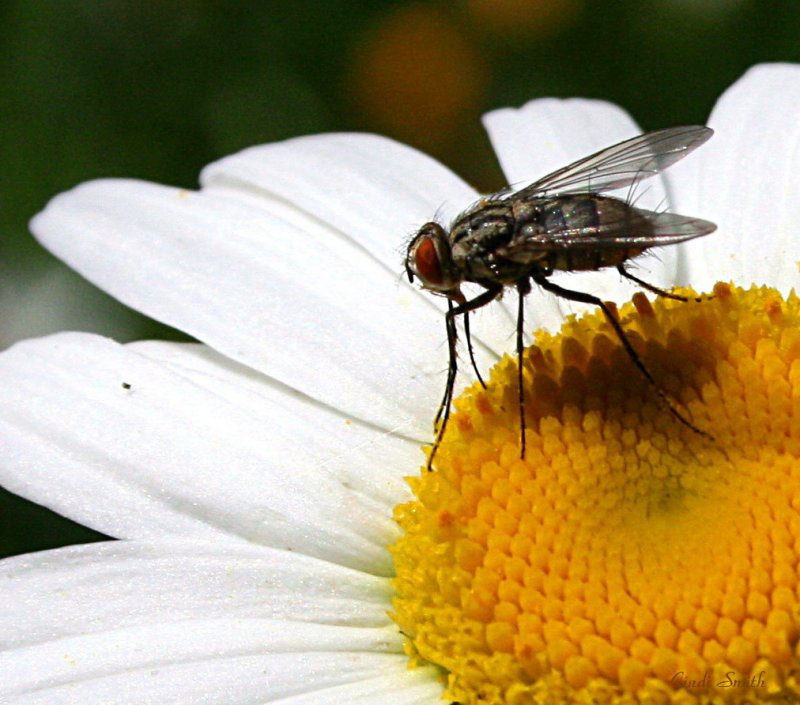 FLY ON A DAISY