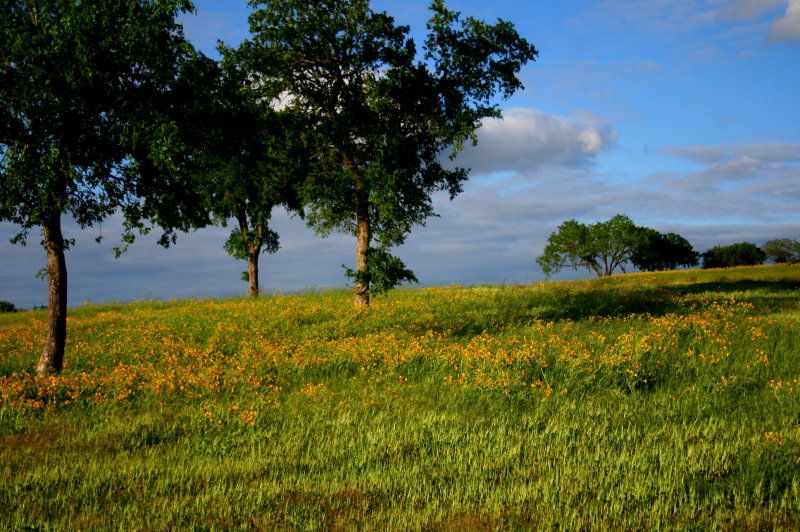 MY FAVORITE HILLSIDE IN FORT WORTH